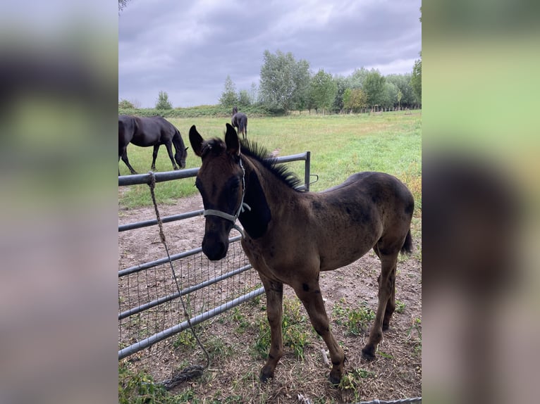 Arabofriese Hengst Fohlen (05/2025) 165 cm Rappe in Aardenburg