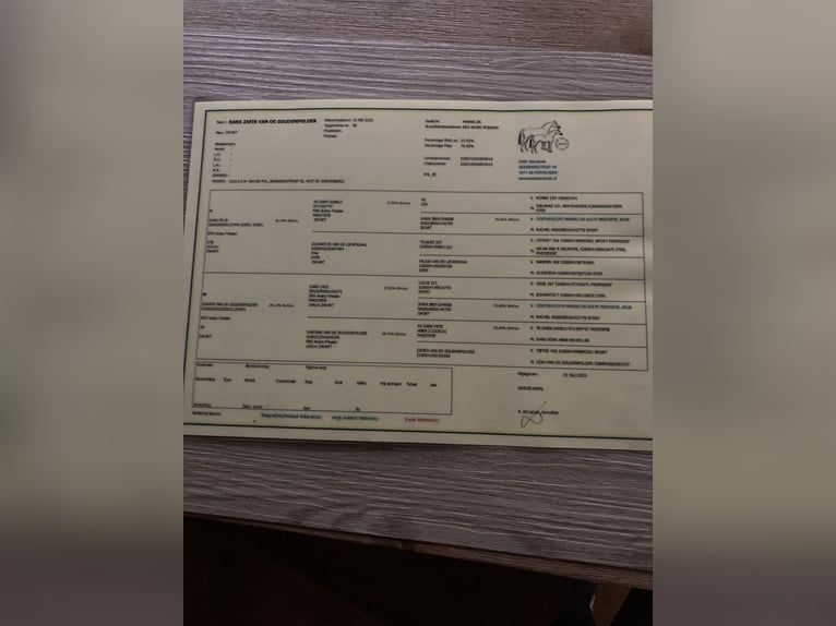 Arabofriese Hengst Fohlen (05/2025) 165 cm Rappe in Aardenburg