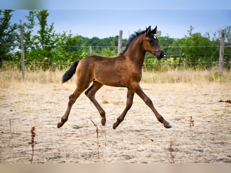 Arabofriese Hengst Fohlen (05/2026) 165 cm Rappe in RL