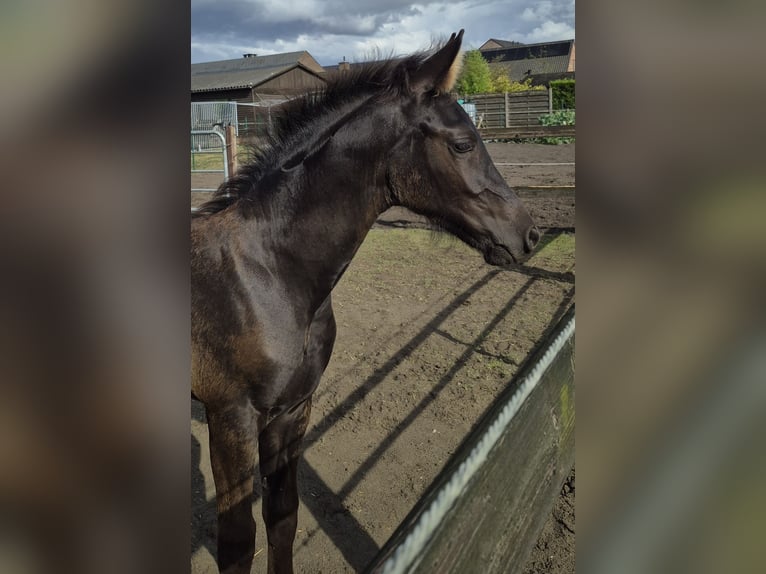 Arabofriese Hengst Fohlen (06/2025) Rappe in Waarschoot