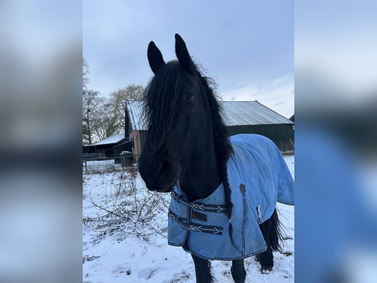 Arabofriese Stute 10 Jahre 168 cm Rappe in Gaanderen