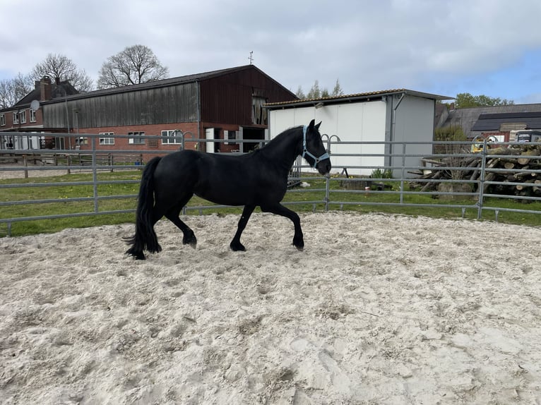 Arabofriese Stute 3 Jahre 155 cm Rappe in Bunde