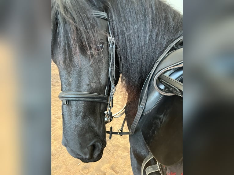 Arabofriese Stute 6 Jahre 160 cm Rappe in Baesweiler