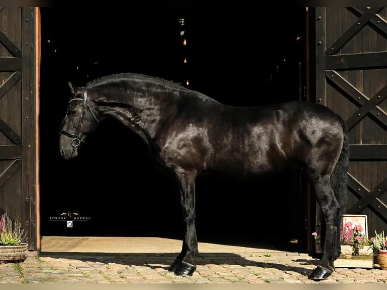 Arabofriese Wallach 12 Jahre 162 cm Rappe in Rokocin