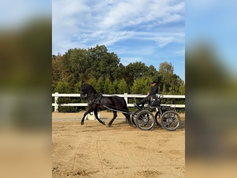 Arabofriese Wallach 12 Jahre 162 cm Rappe in Rokocin