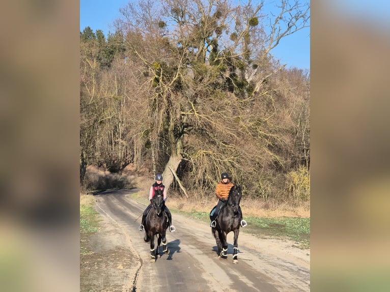 Arabofriese Wallach 13 Jahre 162 cm Rappe in Rokocin