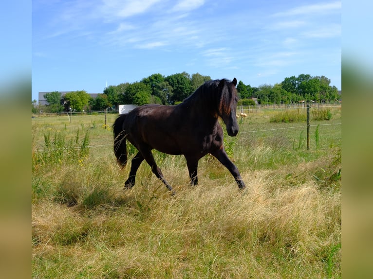 Arabofriese Wallach 2 Jahre 165 cm Rappe in Oud Gastel