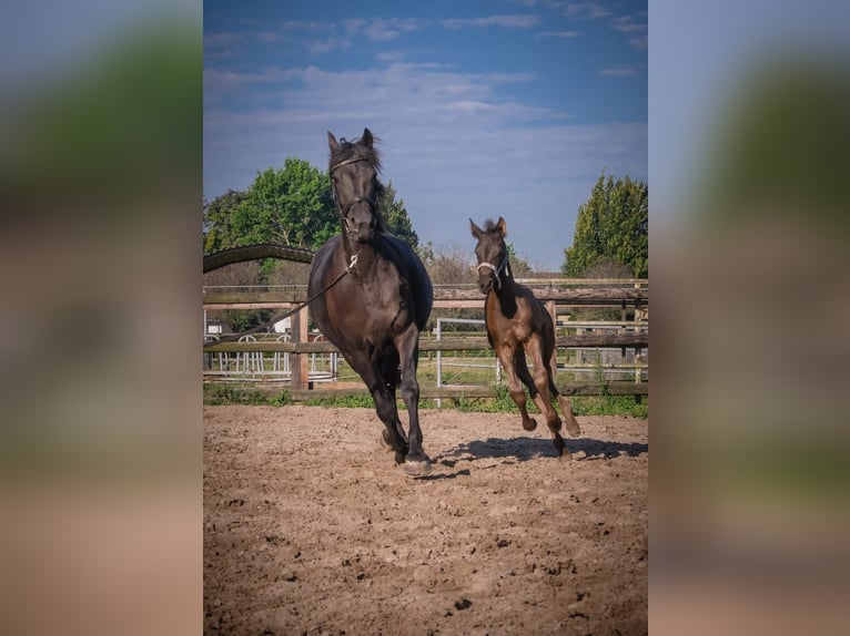 Arabofriese Wallach 2 Jahre 165 cm Rappe in Oud Gastel