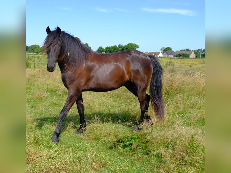 Arabofriese Wallach 2 Jahre 165 cm Rappe in Oud Gastel
