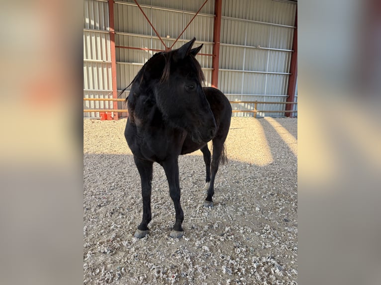 Arabofriese Wallach 4 Jahre 164 cm Rappe in ALIXAN