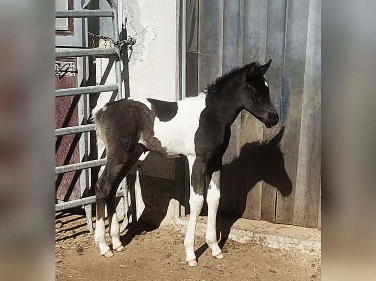 Arabopinto Klacz Źrebak (07/2026) 158 cm Srokata in Nesselwängle