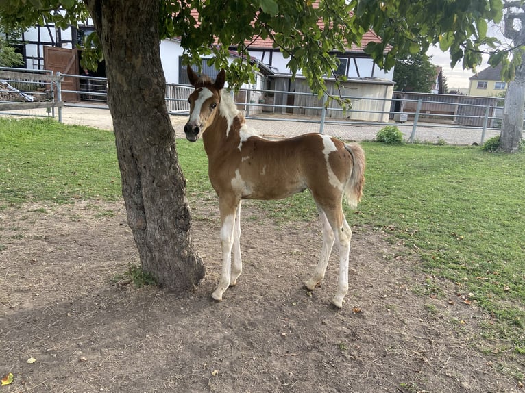 Arabopinto Klacz Źrebak (07/2026) Srokata in Blankenhain