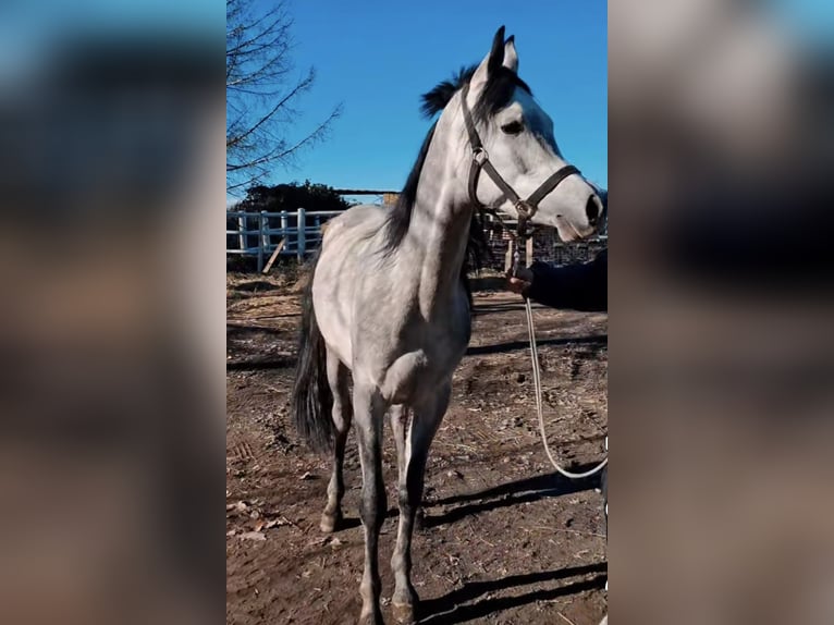 Arabopinto Ogier 3 lat Siwa in Garwolin