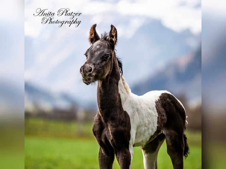 Arabopinto Ogier Źrebak (04/2026) Srokata in Rauris