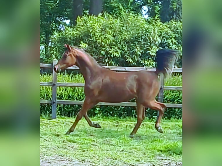 Arasier Hengst 1 Jahr Brauner in Merksplas