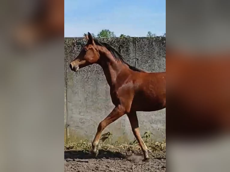 Arasier Hengst 1 Jahr Brauner in Merksplas