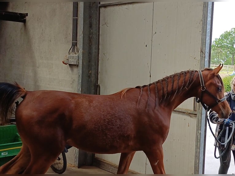 Arasier Hengst 1 Jahr Brauner in Merksplas