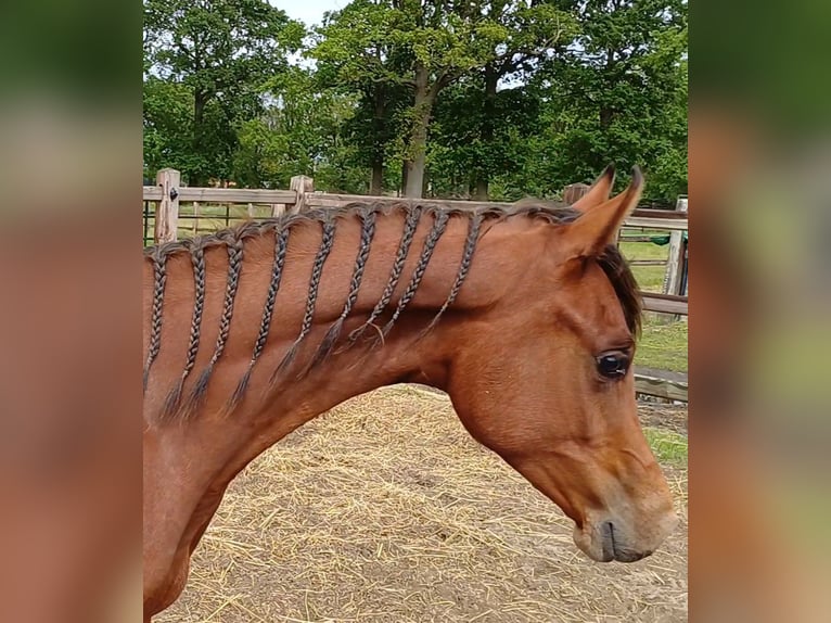 Arasier Hengst 1 Jahr Brauner in Merksplas