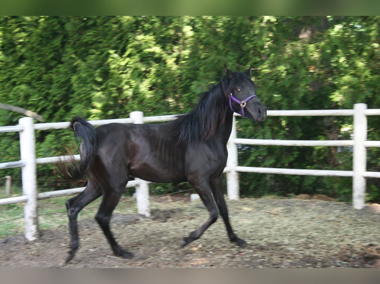 Arasier Hengst 3 Jaar 145 cm Zwart in Nordhorn