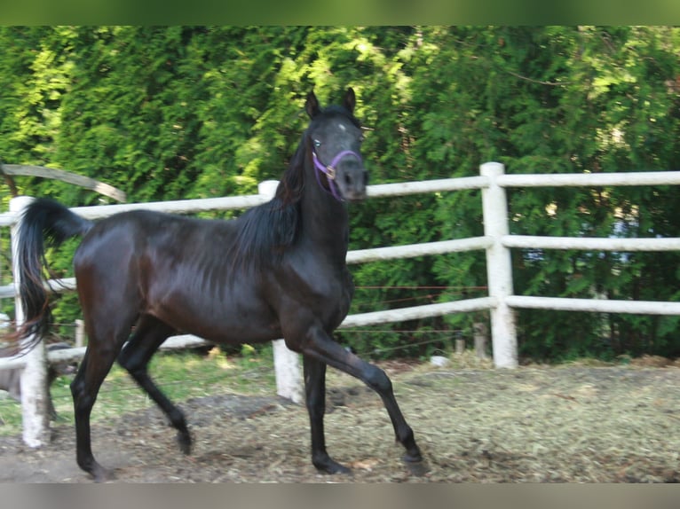 Arasier Hengst 3 Jaar 145 cm Zwart in Nordhorn