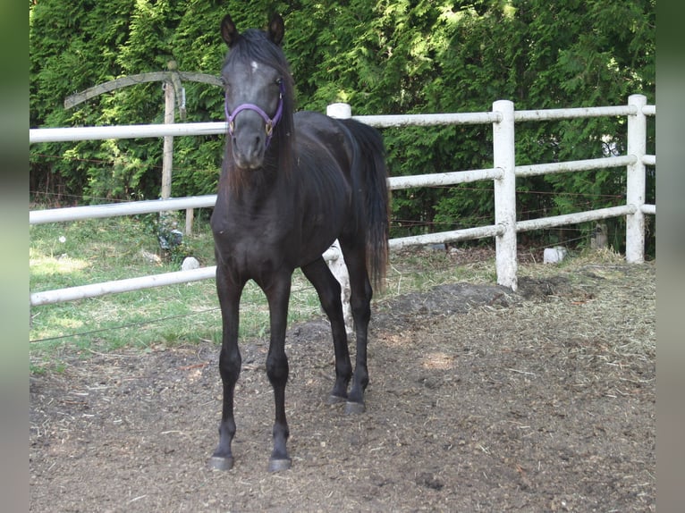 Arasier Hengst 3 Jahre 145 cm Rappe in Nordhorn