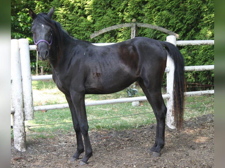 Arasier Hengst 3 Jahre 145 cm Rappe in Nordhorn