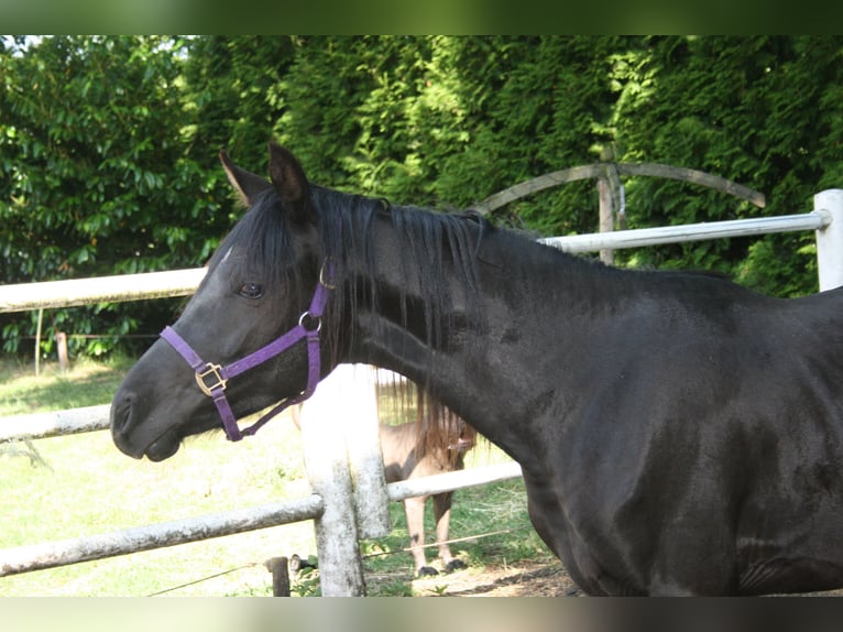 Arasier Hengst 3 Jahre 145 cm Rappe in Nordhorn