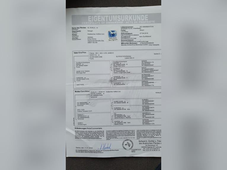 Arasier Hongre 7 Ans 155 cm Bai in Terwolde