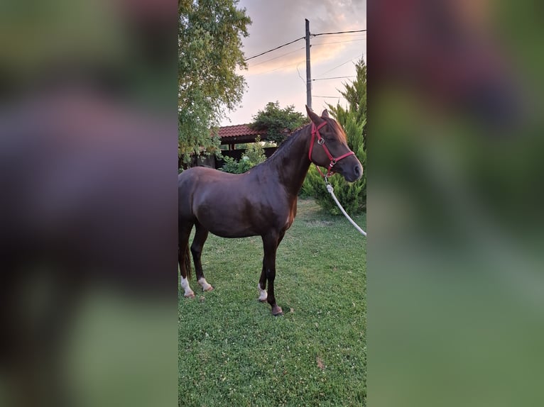 Arasier Croisé Jument 6 Ans 158 cm Alezan brûlé in &#x425;&#x430;&#x441;&#x43A;&#x43E;&#x432;&#x43E;