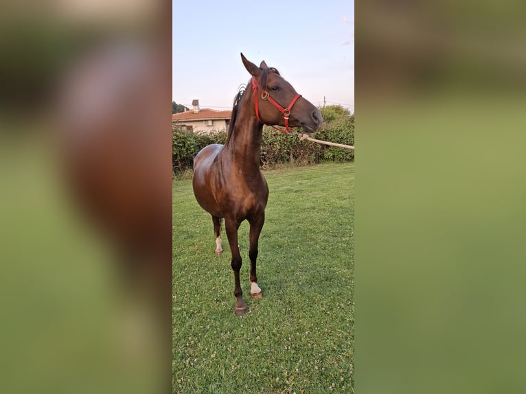 Arasier Croisé Jument 6 Ans 158 cm Alezan brûlé in &#x425;&#x430;&#x441;&#x43A;&#x43E;&#x432;&#x43E;