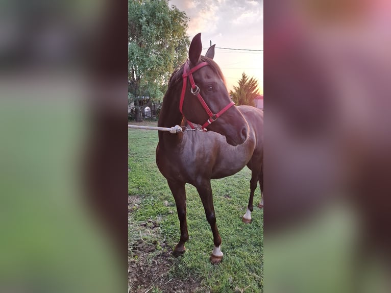 Arasier Croisé Jument 6 Ans 158 cm Alezan brûlé in &#x425;&#x430;&#x441;&#x43A;&#x43E;&#x432;&#x43E;