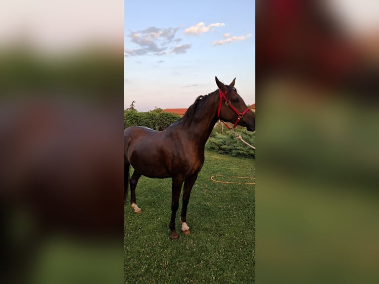 Arasier Mix Mare 6 years 15,2 hh Chestnut in &#x425;&#x430;&#x441;&#x43A;&#x43E;&#x432;&#x43E;