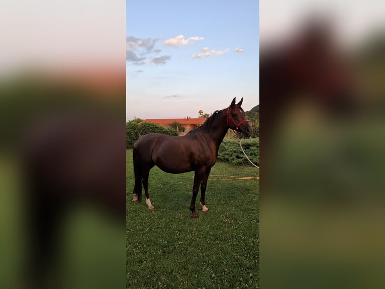 Arasier Mix Merrie 6 Jaar 158 cm Donkere-vos in &#x425;&#x430;&#x441;&#x43A;&#x43E;&#x432;&#x43E;
