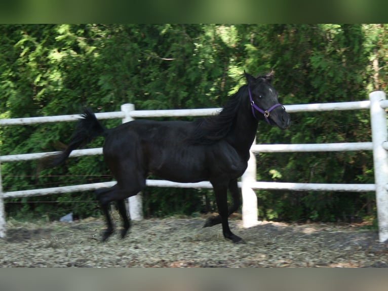 Arasier Semental 3 años 145 cm Negro in Nordhorn