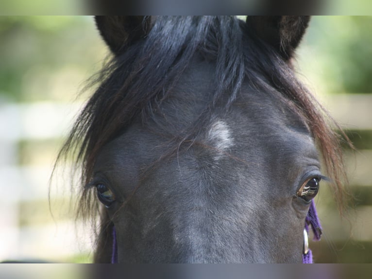 Arasier Stallion 3 years 14,1 hh Black in Nordhorn