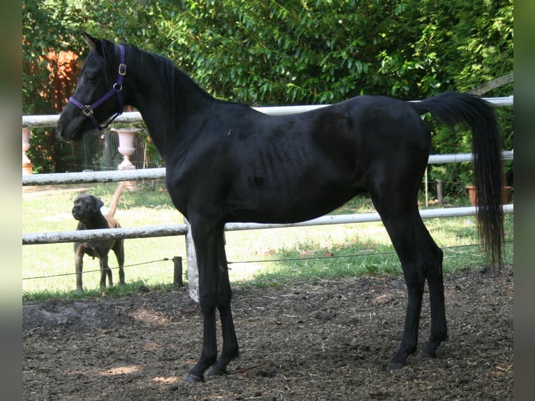 Arasier Stallion 3 years 14,1 hh Black in Nordhorn