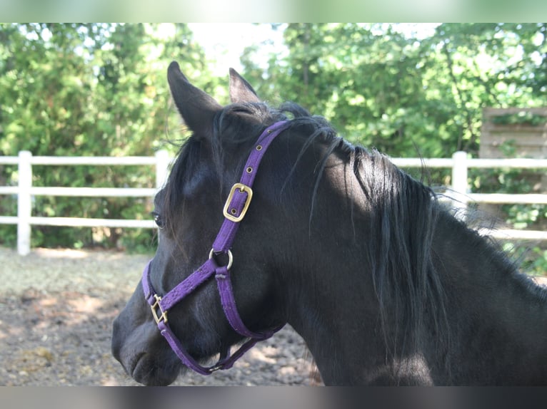 Arasier Stallion 3 years 14,1 hh Black in Nordhorn