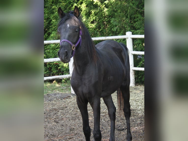 Arasier Stallion 3 years 14,1 hh Black in Nordhorn