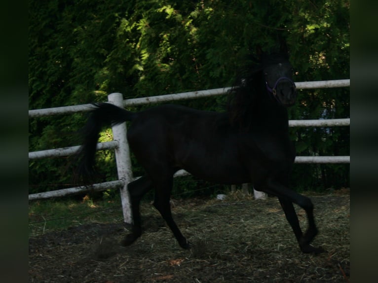 Arasier Stallion 3 years 14,1 hh Black in Nordhorn