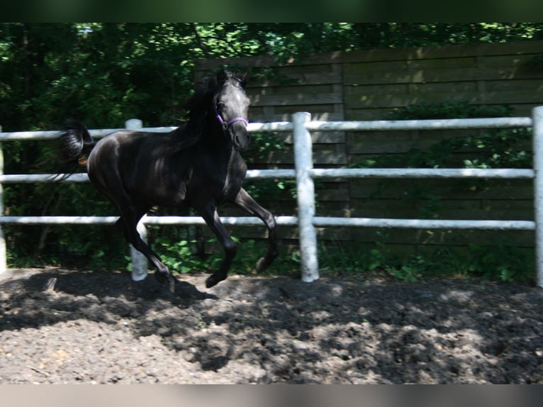 Arasier Stallion 3 years 14,1 hh Black in Nordhorn