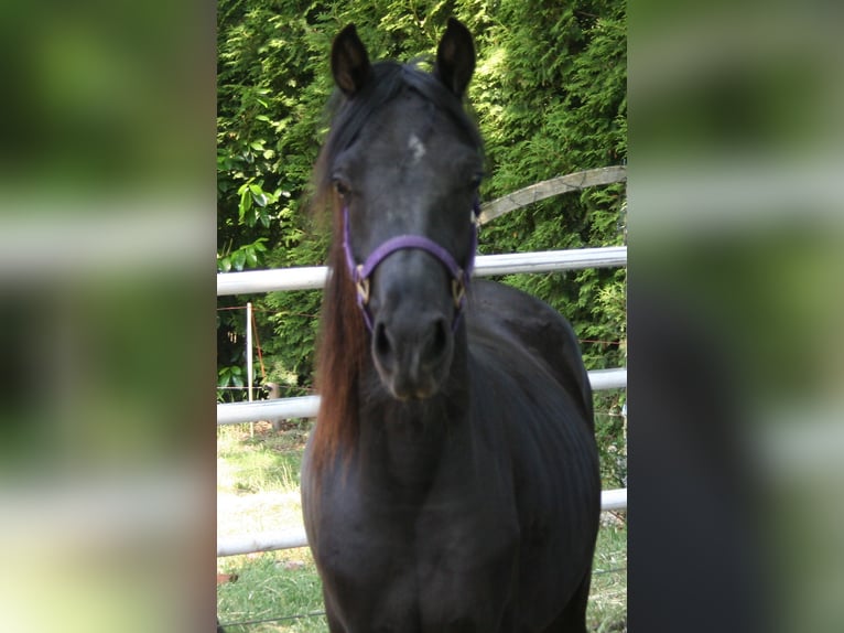 Arasier Stallone 3 Anni 145 cm Morello in Nordhorn