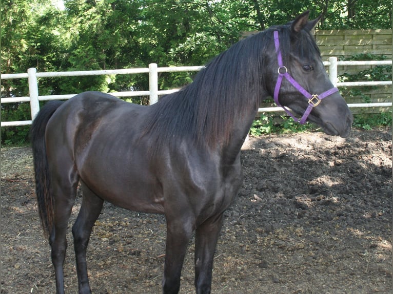 Arasier Stallone 3 Anni 145 cm Morello in Nordhorn