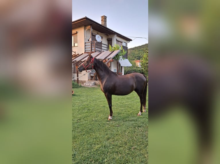 Arasier Mix Stute 6 Jahre 158 cm Dunkelfuchs in &#x425;&#x430;&#x441;&#x43A;&#x43E;&#x432;&#x43E;