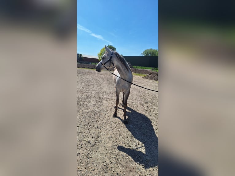 Arasier Stute 7 Jahre 155 cm Schimmel in Oud Gastel