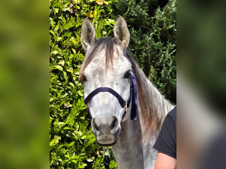 Arasier Stute 7 Jahre 155 cm Schimmel in Oud Gastel