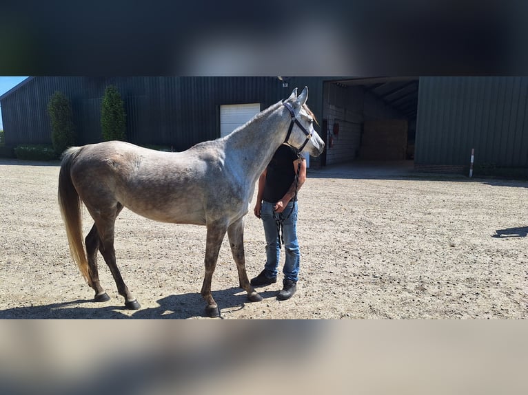 Arasier Stute 7 Jahre 155 cm Schimmel in Oud Gastel