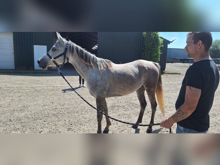 Arasier Stute 7 Jahre 155 cm Schimmel in Oud Gastel