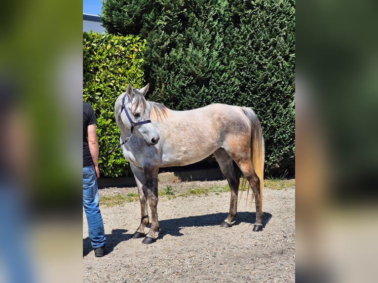 Arasier Stute 7 Jahre 155 cm Schimmel in Oud Gastel