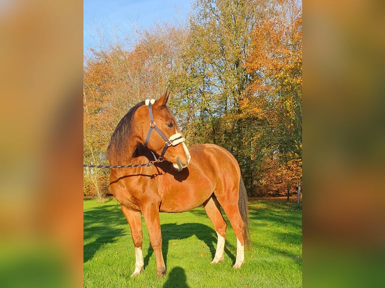 Arasier Wallach 7 Jahre 155 cm Brauner in Terwolde