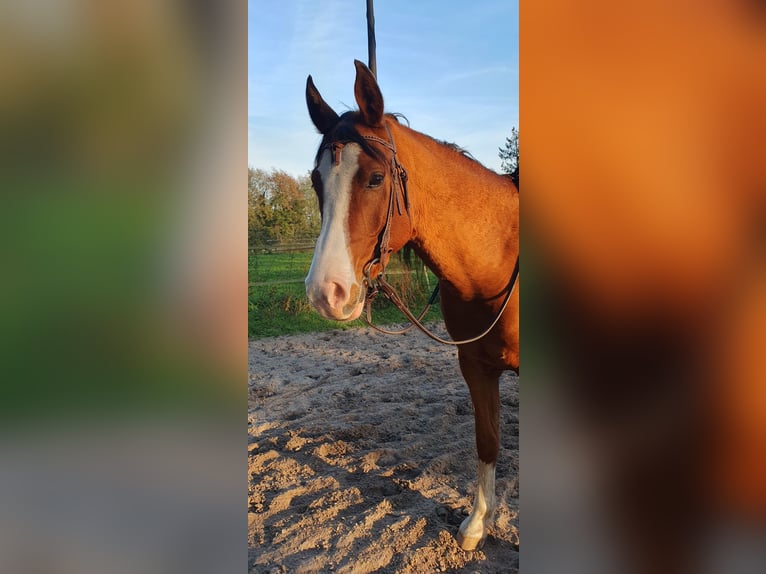 Arasier Wallach 7 Jahre 155 cm Brauner in Terwolde